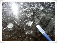 조황조행기 > 특파원조황 > 경산권 빙어및 붕어 얼음낚시 현황