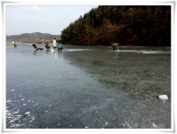 조황조행기 > 특파원조황 > 경산권 빙어및 붕어 얼음낚시 현황