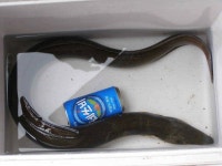 조황조행기 > 특파원조황 > 대물장어 구경하세요.