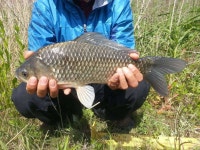 조황조행기 > 특파원조황 > 천수만[부남호]5월15일 42cm외 대물마릿수 조황