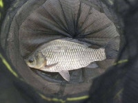 조황조행기 > 특파원조황 > [용성 상신지] 꽝없는 준수한 손맛.