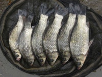 조황조행기 > 특파원조황 > [용성 상신지] 꽝없는 준수한 손맛.