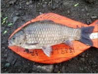 조황조행기 > 특파원조황 > 늘푸른 월척..칠성지 월척..