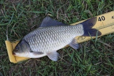 조황조행기 > 특파원조황 > 천수만[부남호]5월3일 45cm외 대물마릿수 조황