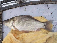 조황조행기 > 모바일간편조행 > 경산ᆢ