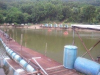 조황조행기 > 모바일간편조행 > 약산 유료낚시터 토요일 오후 1시 현재 조황조행기 > 모바일간편조행 > 약산 유료낚시터  토요일 오후 1시 현재