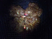 테스트 하고싶다는 핑계로 집근처 저수지로출동 닭갈비도 구워먹고 연밥도 하나 따보고 밤새 천둥번개 비바람에 시달렷지만 후배가 만들어준 파뱅덕