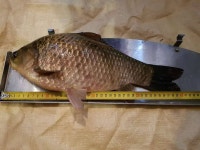 조황조행기 > 모바일간편조행 > 시즌 1ㆍ2호 38.42