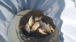 조황조행기 > 모바일간편조행 > 8/2일 의성도리비소