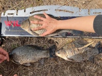 조황조행기 > 월척컵 토종붕어 챔피언십 > 독동수로 43