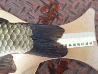 조황조행기 > 월척컵 토종붕어 챔피언십 > 신고합니다