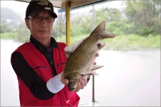 조황조행기 > 월척컵 토종붕어 챔피언십 > 아버님의 쌍 4자와 38, 32....