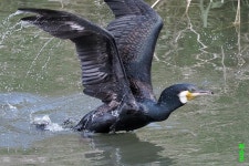 원주천의 생태 - 자유게시판 상세 - 커뮤니티 - 시민참여 - 원주시청