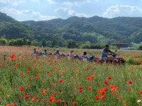 제12회 용수골 꽃양귀비축제 - 포토갤러리 상세 - 판부면 - 읍면동안내 - 원주소개 - 원주시청
