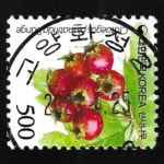 수집전문쇼핑몰 우문관 0488-10503/ 산사나무(500원) / 만월사용제 / 2023.4.25./ 고양 화정2/