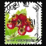 수집전문쇼핑몰 우문관 0488-16712/산사나무(500원) / 만월사용제 / 2023.5.31. /수원 황곡/