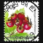 수집전문쇼핑몰 우문관 0488-16549/ 산사나무(500원) / 만월사용제 / 2023.06.14./수원매탄/