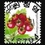 수집전문쇼핑몰 우문관 0488-16704/산사나무(500원) / 만월사용제 / 2023.5.31. /수원 청명/