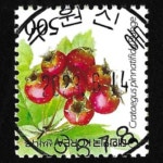 수집전문쇼핑몰 우문관 0488-16678/산사나무(500원) / 만월사용제 / 2023.6.14. /수원 신동/