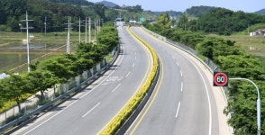 예산군, 금빛 물결 장관...황금사철 도청 진입로 등 3.3km 5만 4천주 식재