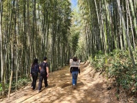 [여행 탐방] 죽림욕에 빠지다...담양 죽녹원