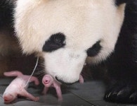 판다 계의 국민 귀염둥이 푸바오 쌍둥이 동생 탄생