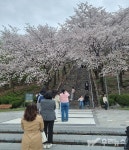 침산공원 벚꽃돌계단에서 꽃비 맞으며 추억 속으로 침산공원 벚꽃돌계단에서  꽃비 맞으며 추억 속으로