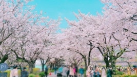 韓国の桜開花予想　全国的に平年並み＝ソウル・汝矣島は４月７日│韓国社会・文化│wowKorea(ワウコリア)
