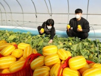 韓国のチャメ（マクワウリ）、輸出額4年間で年平均1.8%減「認知度が低いため」＝韓国 | wowKorea（ワウコリア）