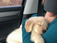 抱っこされて腕の中でスヤスヤ眠るレトリバーの子犬 | wowKorea（ワウコリア）