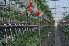 우수농장소개 목록 - 양주농업 - 농업기술센터