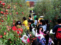 배내골사과축제 | 양산축제 | 양산을 즐기다 | 홈페이지 양산시 - 소통과 공정 다시 뛰는 양산