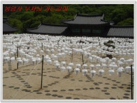 봉암사 연등이 ..... - 마을이야기 -예천군 회룡포마을 회룡포정보화마을,예천군 회룡포정보화마을