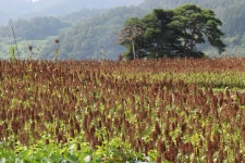 국사골 찰수수의 우수성 - 마을이야기 -예천군 국사골마을 국사골정보화마을,예천군 국사골정보화마을