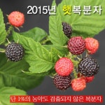 씻지 않고 먹어도되는 복분자 판매합니다:) - 마을이야기 -예천군 국사골마을 국사골정보화마을,예천군 국사골정보화마을