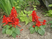 꽃바람 - 마을이야기 -예천군 금당실마을 금당실정보화마을,예천군 금당실정보화마을