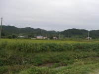 추석연휴 즐거운 고향길 되게..베고 쓸고!!!! - 마을이야기 -예천군 금당실마을 금당실정보화마을,예천군 금당실정보화마을