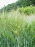보리~밭 사잇길로 ~♬ - 마을이야기 -예천군 금당실마을 금당실정보화마을,예천군 금당실정보화마을