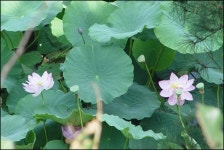 병암정의 연(蓮) - 마을이야기 -예천군 금당실마을 금당실정보화마을,예천군 금당실정보화마을