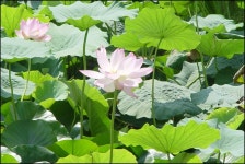 병암정의 연(蓮) - 마을이야기 -예천군 금당실마을 금당실정보화마을,예천군 금당실정보화마을