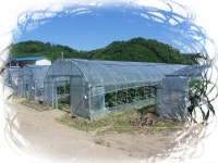 오이농장에 가다 - 마을이야기 -예천군 금당실마을 금당실정보화마을,예천군 금당실정보화마을