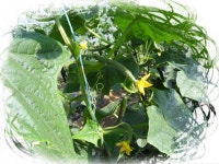 오이농장에 가다 - 마을이야기 -예천군 금당실마을 금당실정보화마을,예천군 금당실정보화마을