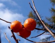 10월의 마지막 날에 - 마을이야기 -예천군 금당실마을 금당실정보화마을,예천군 금당실정보화마을