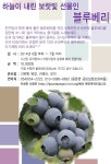 블루베리 따기 체험 안내 - 마을이야기 -예천군 금당실마을 금당실정보화마을,예천군 금당실정보화마을