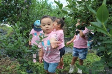 예천군립대심주공어린이집 원아들의 블루베리 따기 체험하는 장면 - 마을이야기 -예천군 금당실마을 금당실정보화마을,예천군 금당실정보화마을