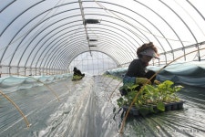 영원농장 김원덕 대표의 참외 첫 정식하기 - 마을이야기 -예천군 금당실마을 금당실정보화마을,예천군 금당실정보화마을