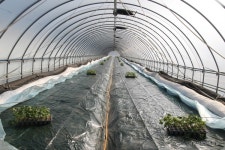 영원농장 김원덕 대표의 참외 첫 정식하기 - 마을이야기 -예천군 금당실마을 금당실정보화마을,예천군 금당실정보화마을