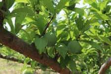 개인적인 사정으로 자두밭 임대합니다. - 마을이야기 -예천군 금당실마을 금당실정보화마을,예천군 금당실정보화마을