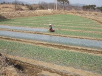 마늘 빼올리는 시기 - 마을이야기 -예천군 금당실마을 금당실정보화마을,예천군 금당실정보화마을