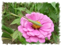 고향길-용문사 가는 길 - 마을이야기 -예천군 금당실마을 금당실정보화마을,예천군 금당실정보화마을